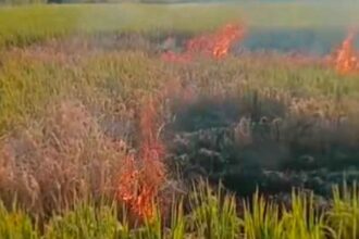 Farmer Burns Paddy Crop