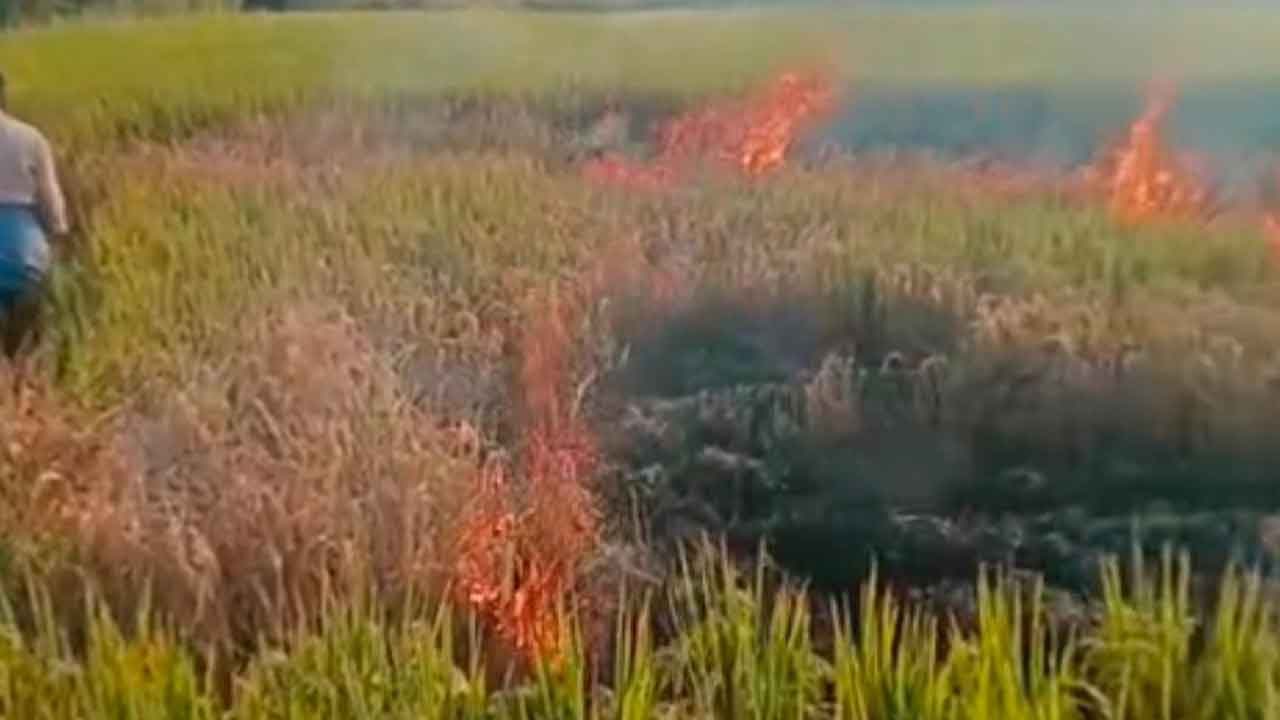Farmer Burns Paddy Crop