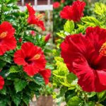Hibiscus Flowers for Puja