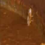 JNTU Lizard Incident