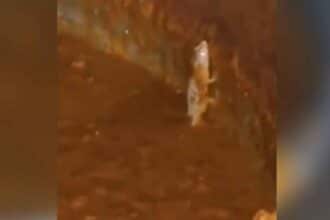JNTU Lizard Incident