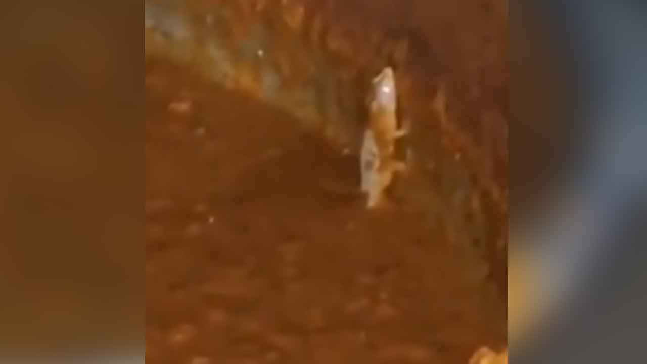 JNTU Lizard Incident
