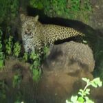 Leopard Sighting