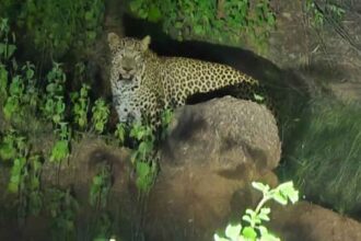 Leopard Sighting