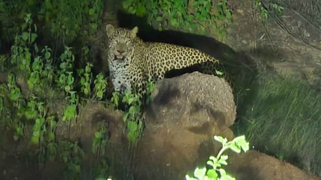 Leopard Sighting
