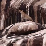 Mal Thummeda Leopard