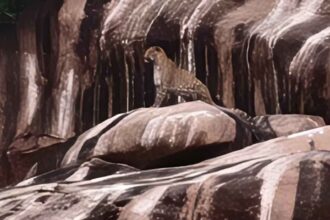 Mal Thummeda Leopard