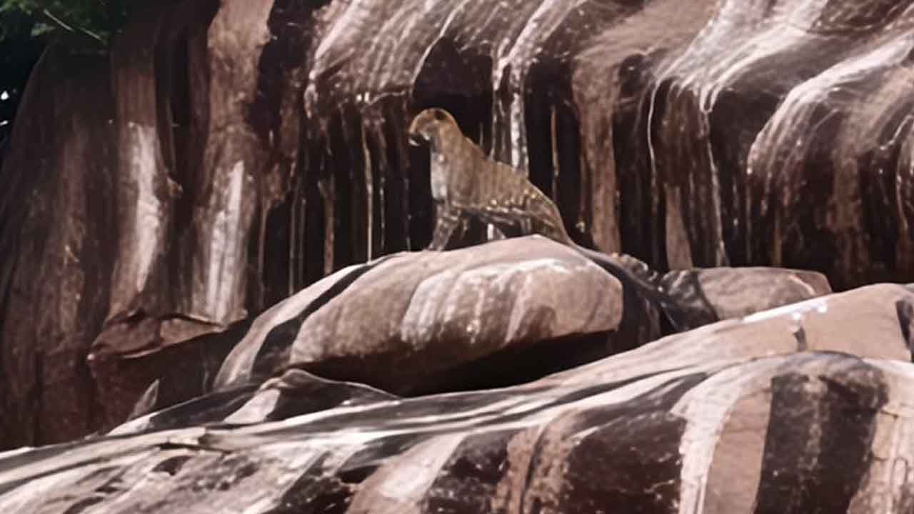 Mal Thummeda Leopard