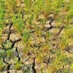 Paddy Farmers