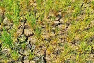 Paddy Farmers
