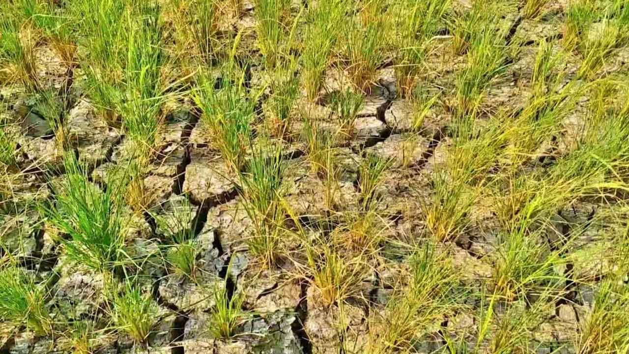Paddy Farmers