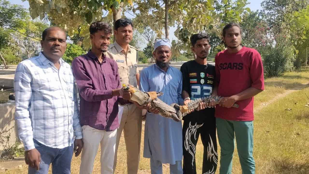 Pochampad Crocodile