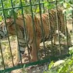 Chandrapur Tiger Capture