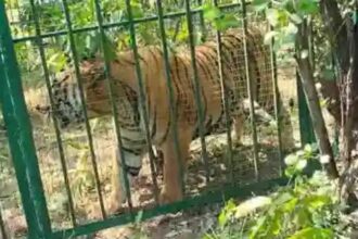 Chandrapur Tiger Capture