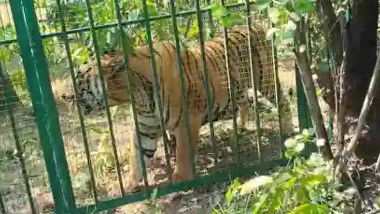 Chandrapur Tiger Capture