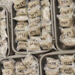 Cannabis Seizure