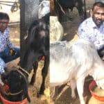 Cow Protection |