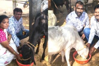 Cow Protection |