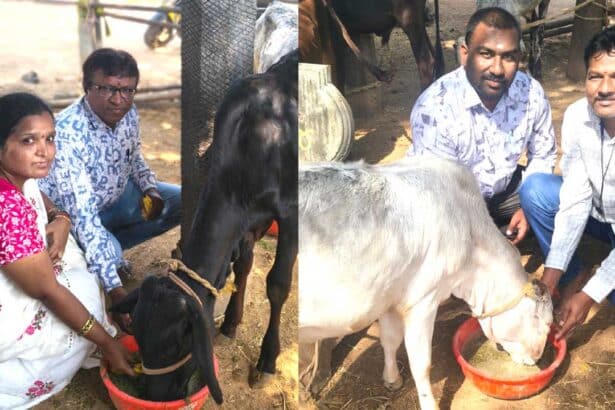 Cow Protection |