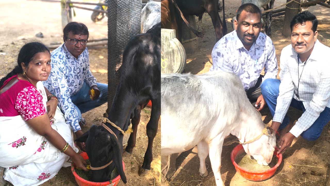 Cow Protection |